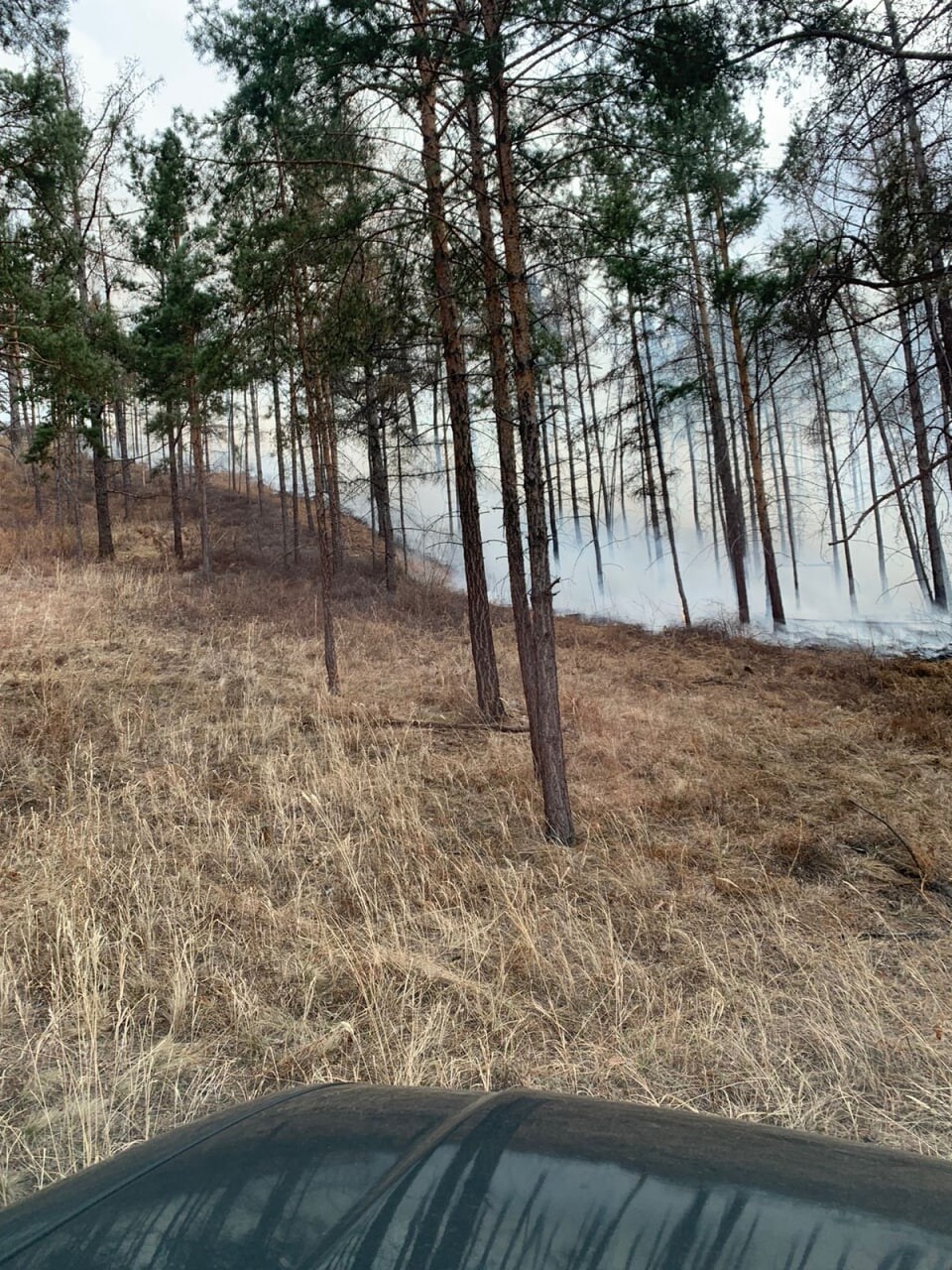 Майское утро в лесу