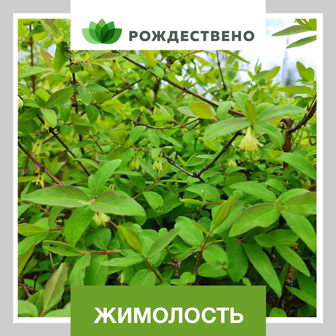 Все о жимолости садовой