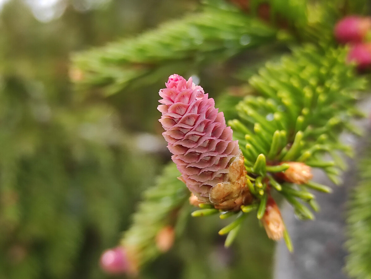 Ель первая. Ель финская. Picea Fennica. Picea plantarium. Ель финская шишка.