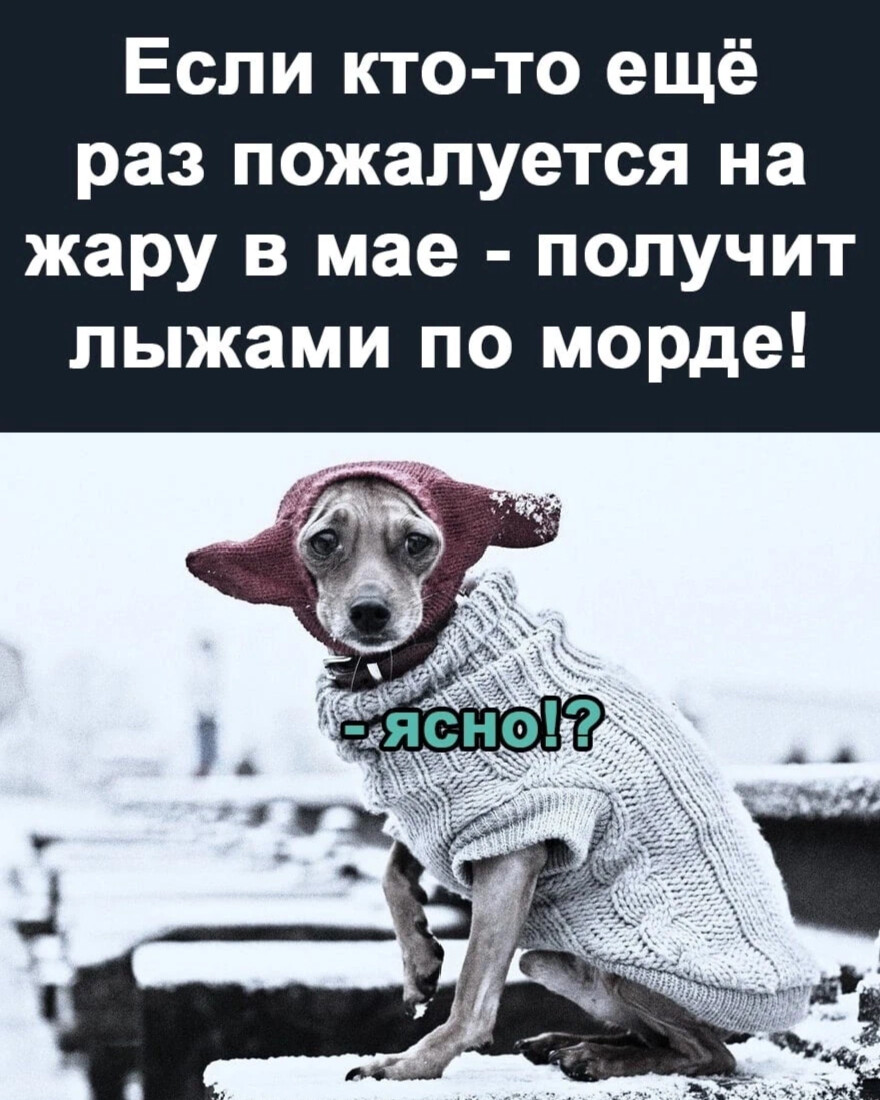 Холод собачий картинки прикольные