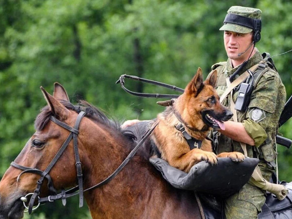 25 мая день пограничной кинологии картинки