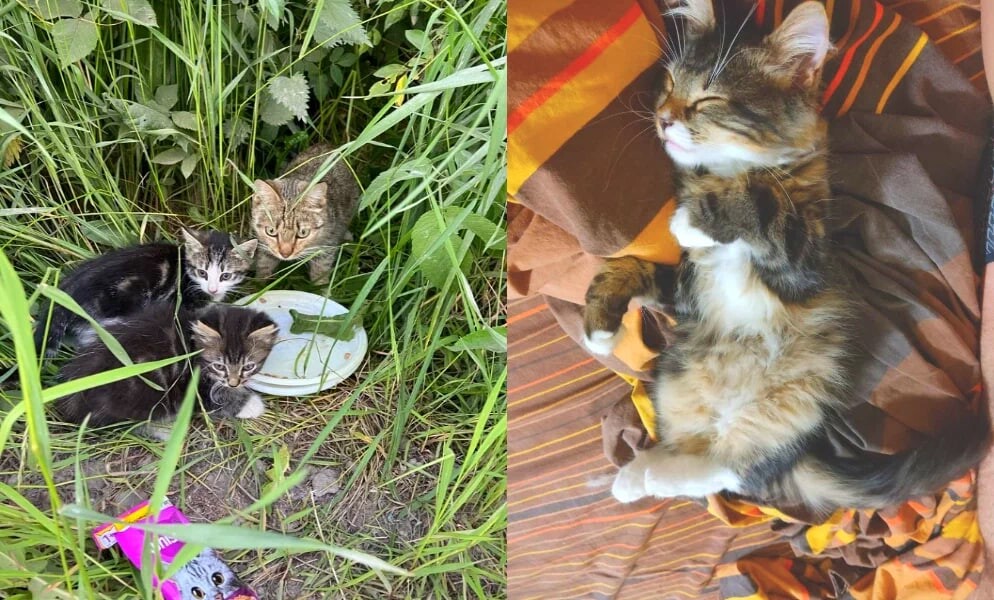 Бездомный котенок с улицы осень. Кот без хвоста найден на даче. Бездомный кот улица осень. Кот мами.