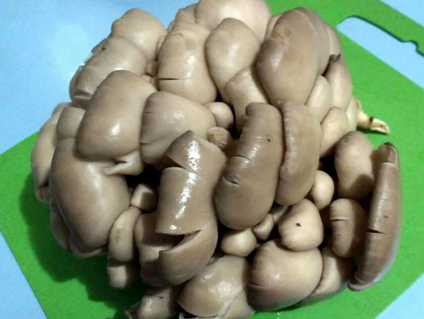 Вёшенка шампиньон. Вешенки опята шампиньоны. Вешенки или шампиньоны. Вешенки или шампиньоны. Вешенки или шампиньоны.