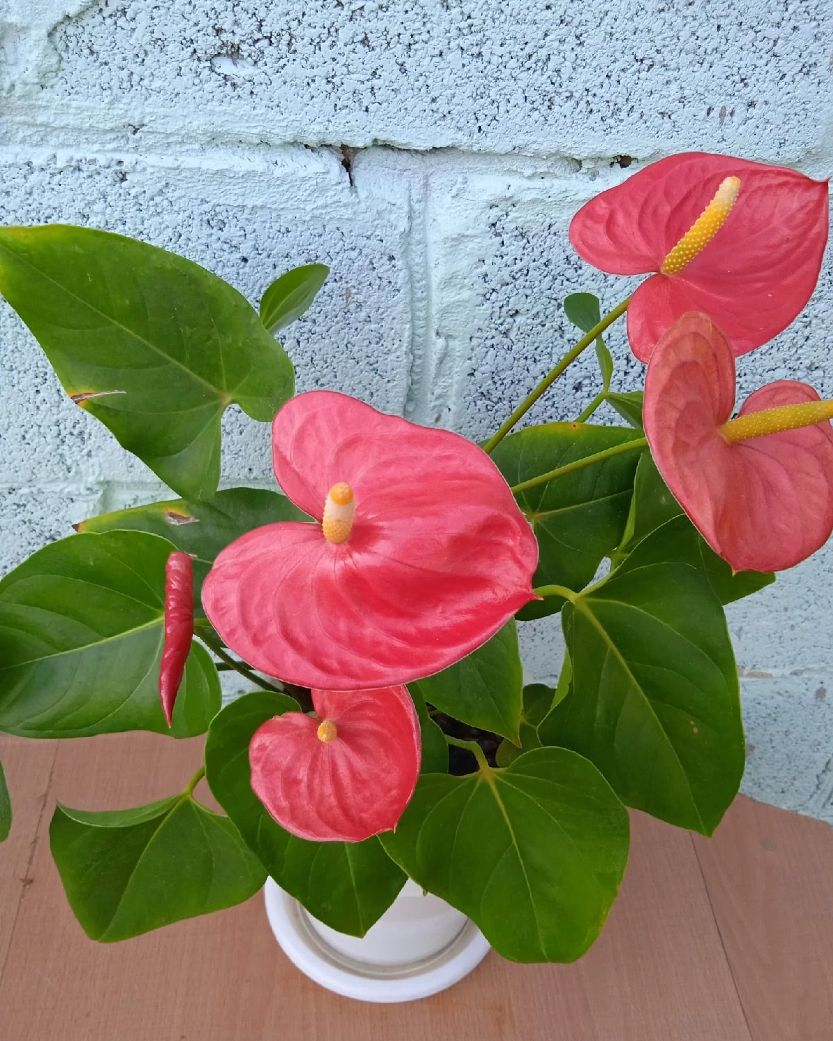 зародыш цветоноса антуриум. антуриум цветонос. антуриум цветонос. антуриум стрелка цветоноса. антуриум переукоренение.