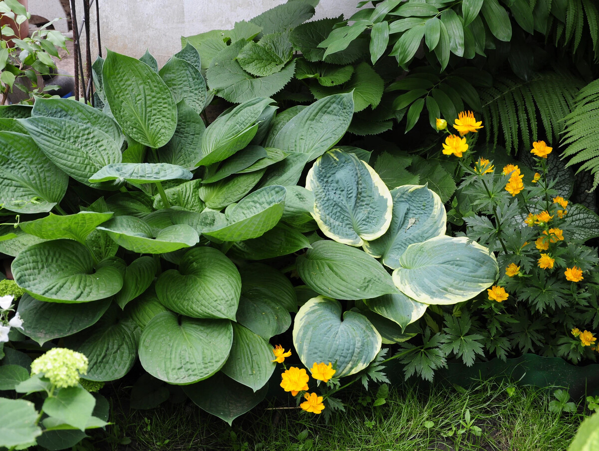 хоста белоокаймленная миксбордер. тенелюбивые туи. хоста гибридная миксбордер. хоста клумбы фото. миксбордер жимолость жасмин хоста лилейник гортензия папоротник.