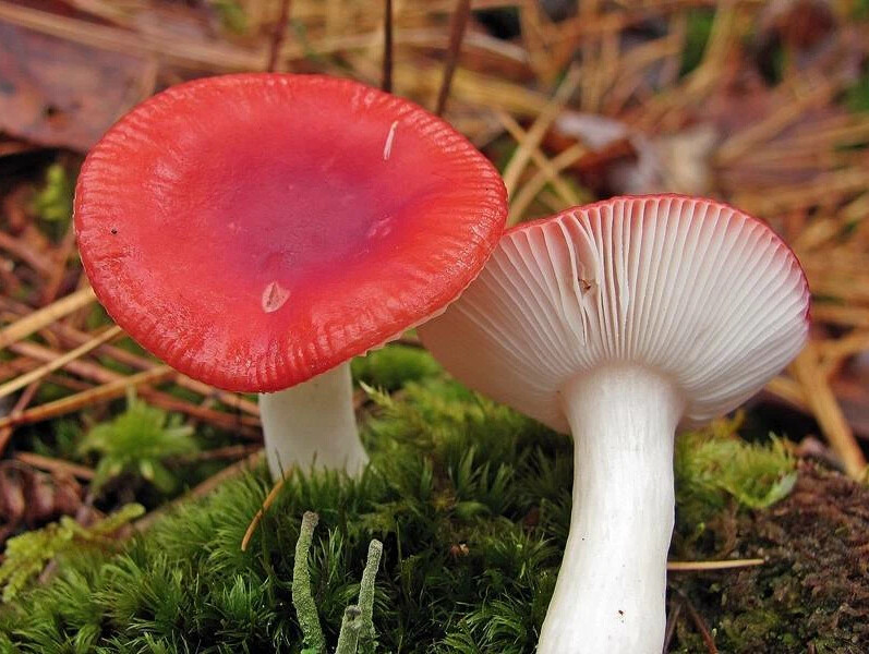 Есть красные сыроежки. Сыроежка жгучеедкая (Russula emetica). Сыроежка жгучеедкая несъедобная. Сыроежка несъедобные грибы. Сыроежка съедобные грибы.