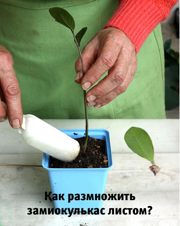 Замиокулькас размножение черенками в воде. Замиокулькас размножение листом.