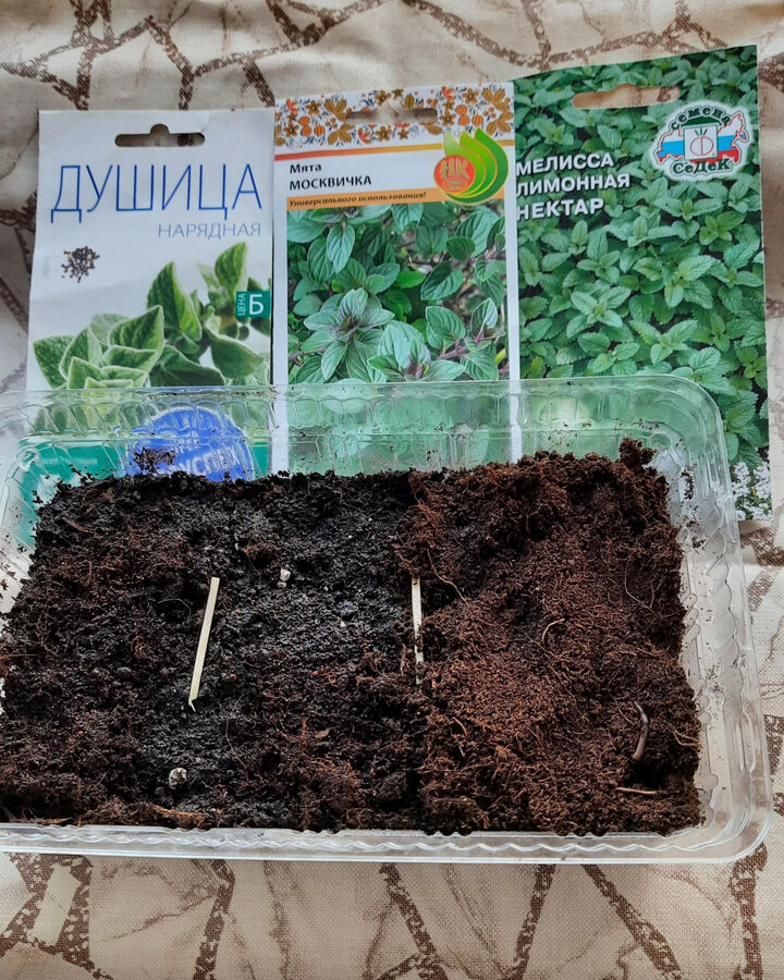 Всходы мяты. Мята перечная ростки. Перечная мята всходы. Как выглядят семена мяты. Мята семена посадка.