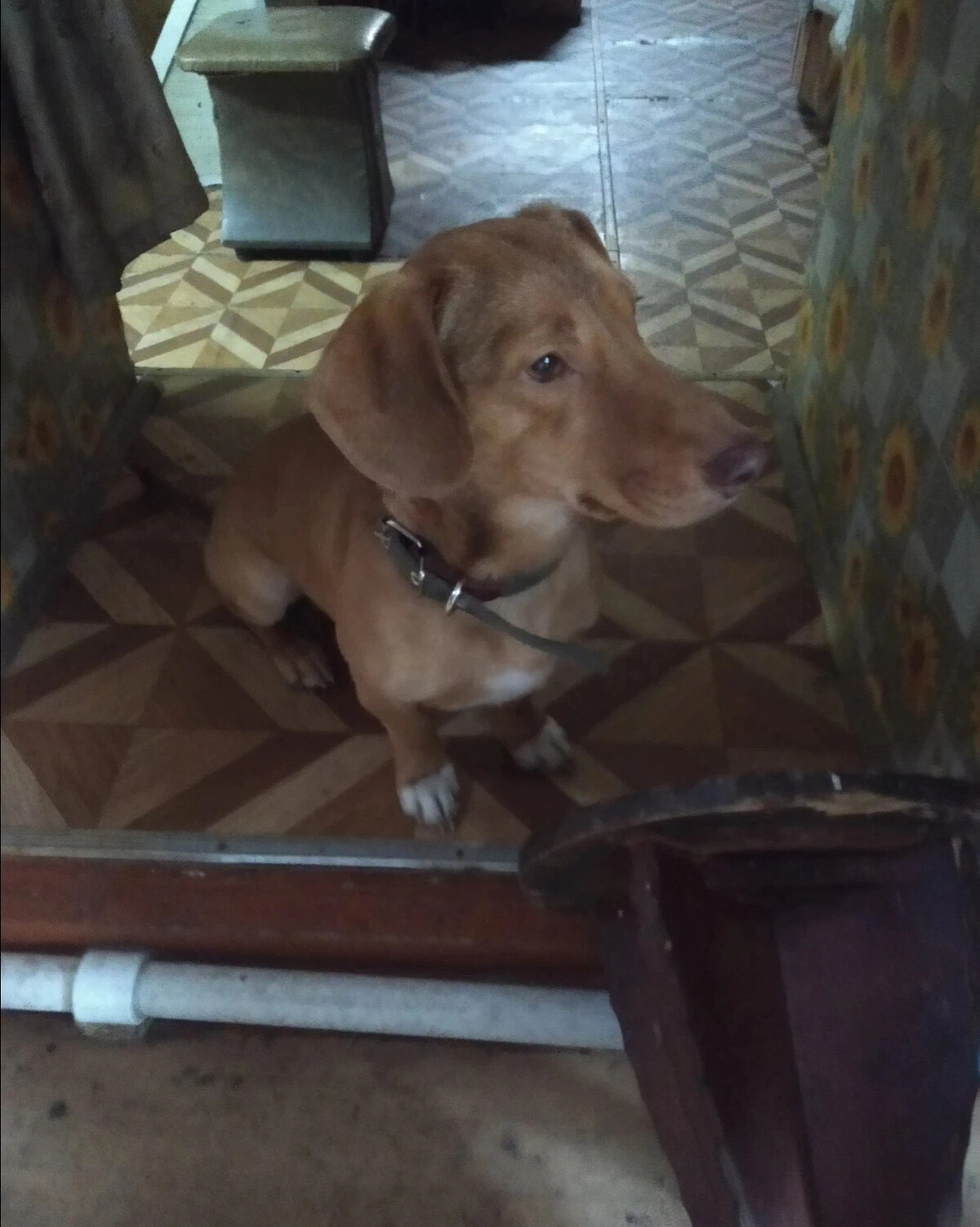 коломна собака улыбака. кот и пес территория надежды дзен. кот и пес территория надежды дзен.