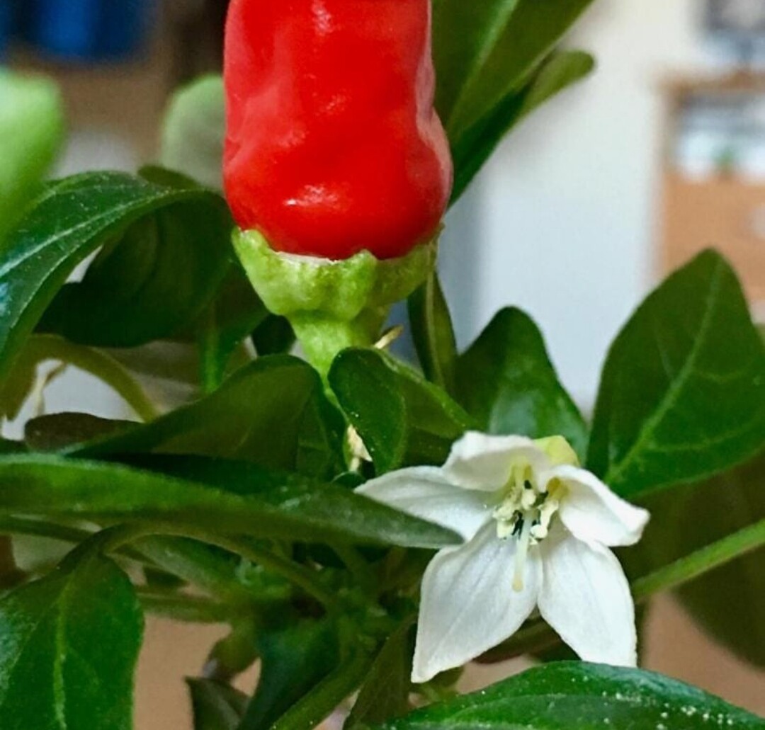 Перец цветочком. Перец цветочком. Перец цветочком. Перец фонарик полуострый. Перец цветочком.