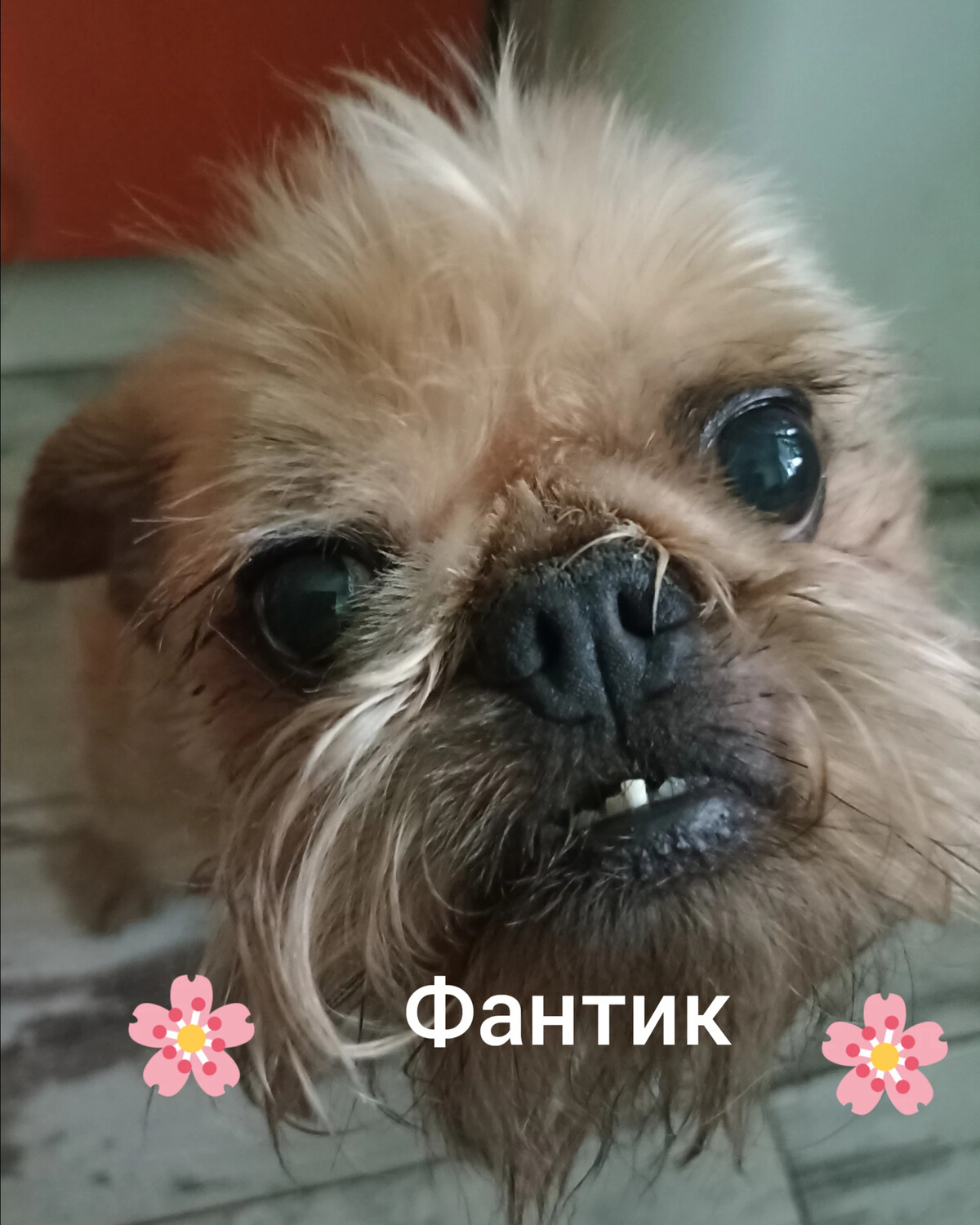 ши мао ani ni tsukeru kusuri wa nai. команда помощи ши. команда помощи ши. команда помощи ши. метис ши тцу и йорка.