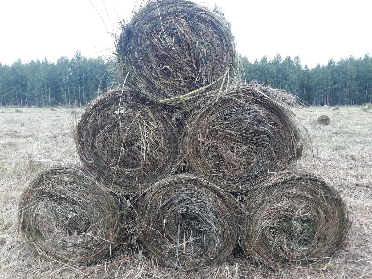 Сено Лесное в тюках. Диаметр рулона сена 300 кг. Сено Лесная Полянка 300гр.