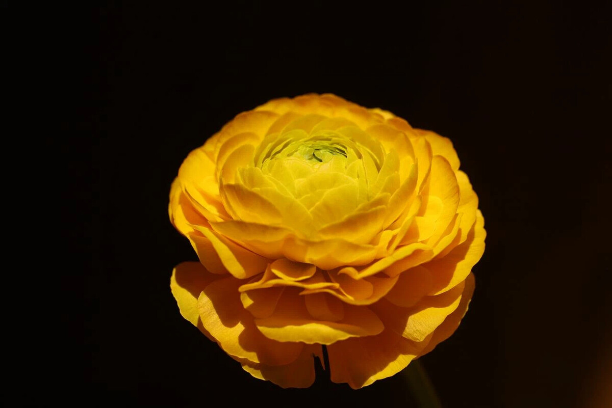 Ranunculus graminifolia