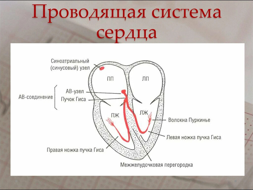 Схема распространения возбуждения по миокарду