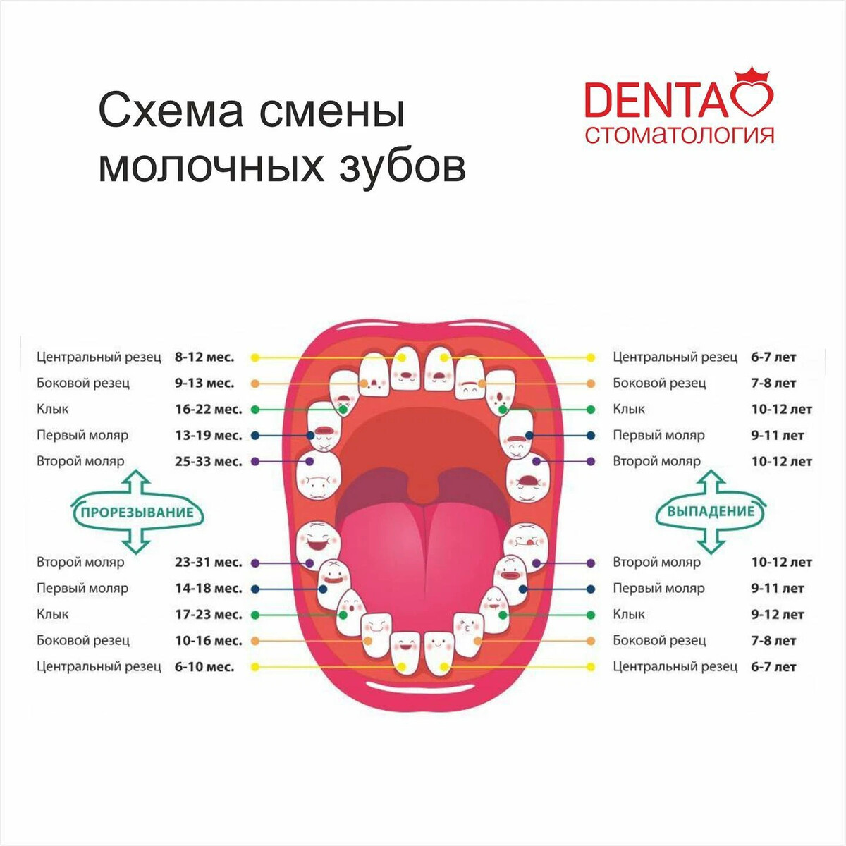 Зубы коренные и молочные схема выпадения у детей