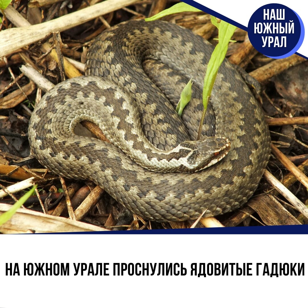 Ядовитые змеи в крыму фото и названия