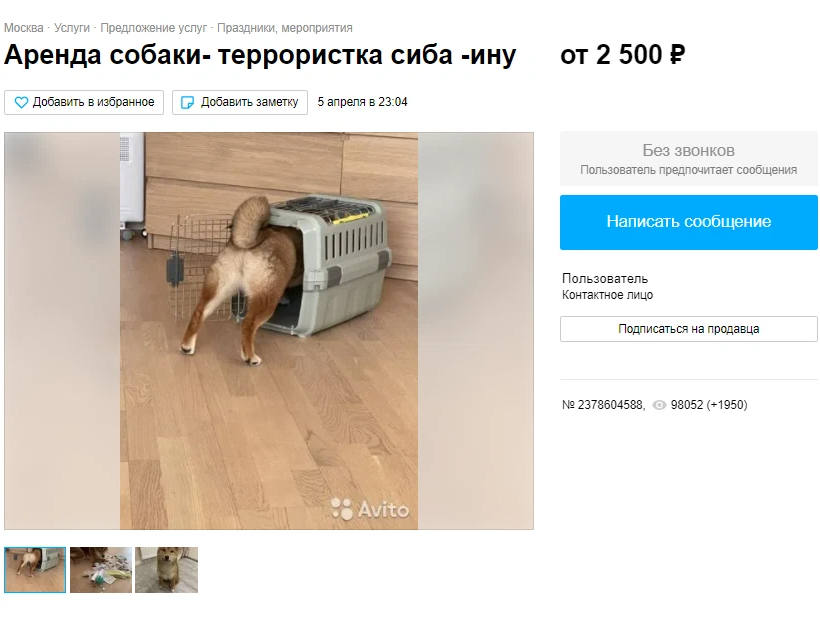 Собаки по очереди бабу: найдено 89 изображений