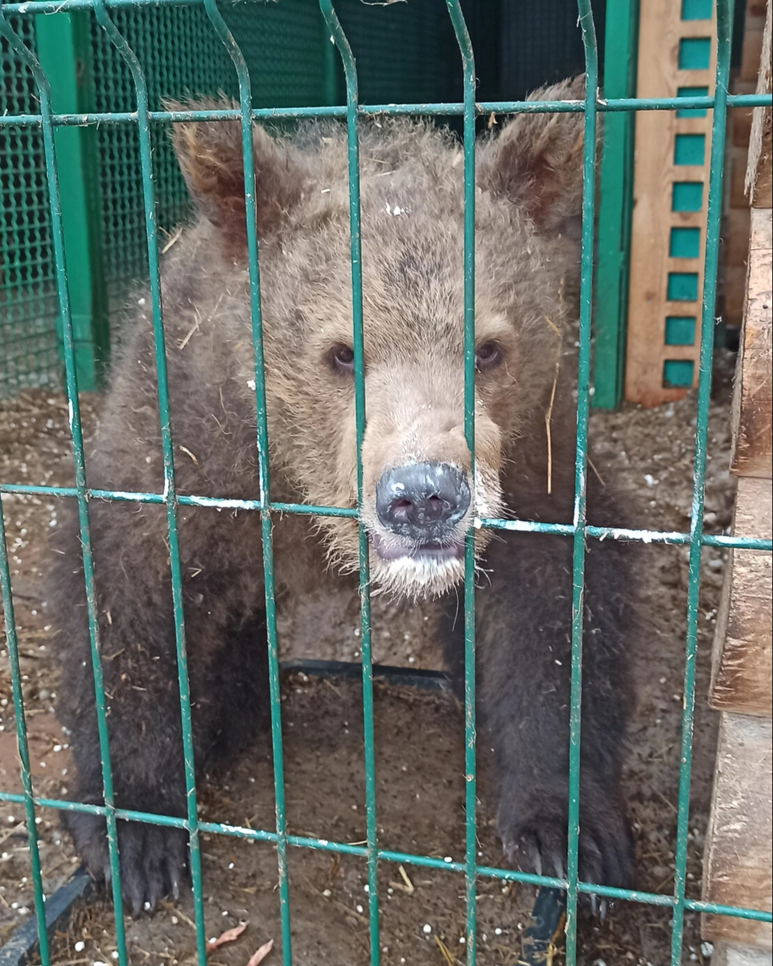 Центр велес диких животных. Приют для диких животных. Приют для диких животных. Центры реабилитации диких животных в россии. Приют для диких животных.