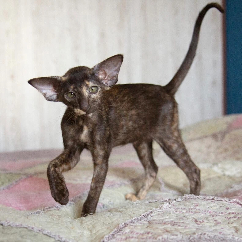 ориентальная длинношерстная кошка. ориентальная кошка циннамон пойнт. кот породы ориентал. ориентальный кот пятнистый. кот грузин порода.