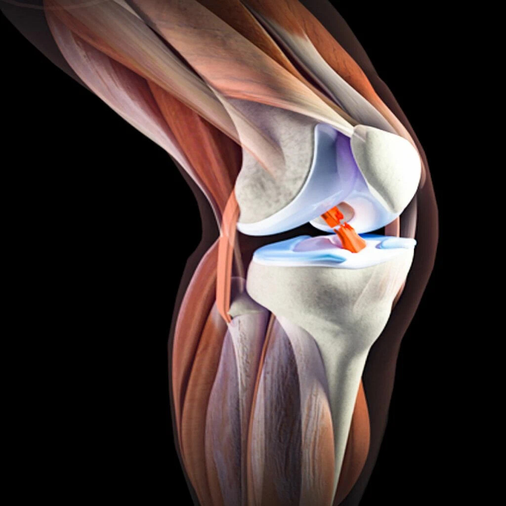 Связи коленного сустава. Коленный сустав 3д анатомия. Коленный сустав анатомия человека.