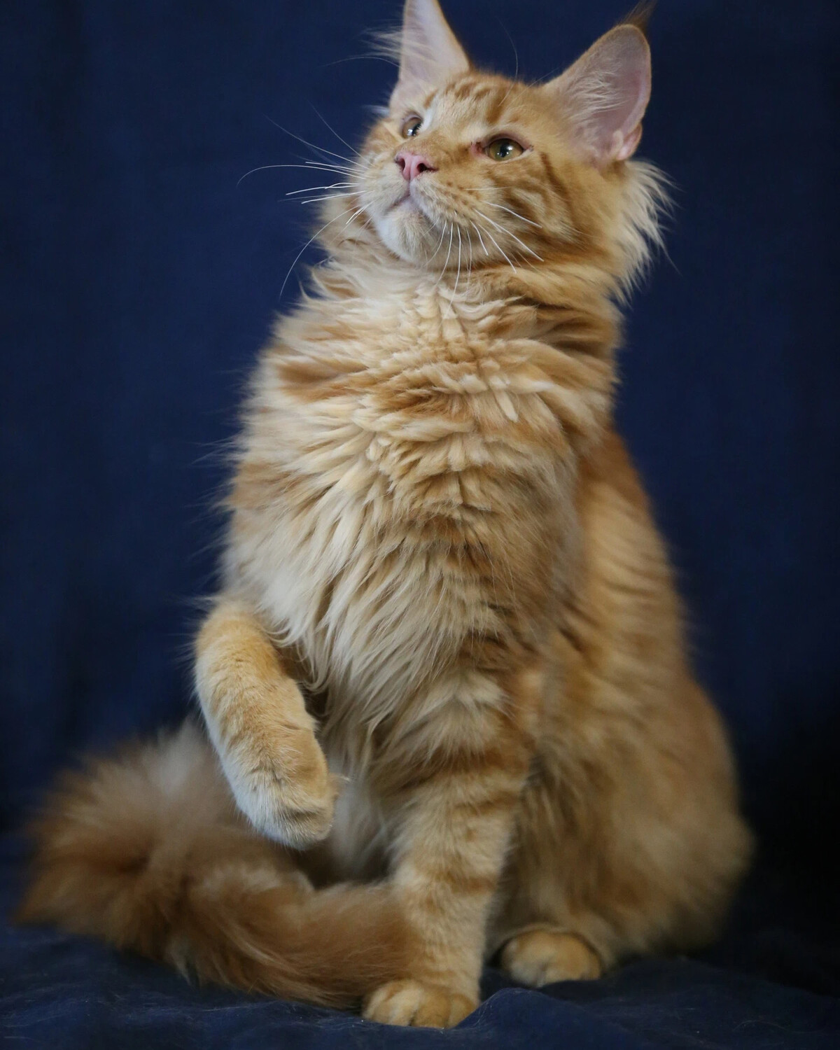 Вольяжно. Фото вальяжных котов. Вальяжный домашний кот. Вольяжно. Вольяжно.