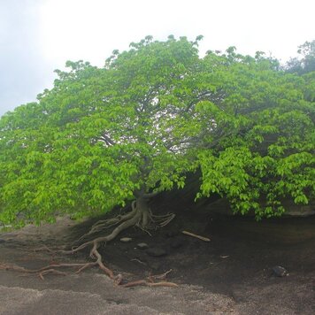 lazy_smart_crop_356x356