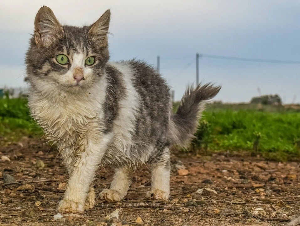 Картинки бездомная кошка