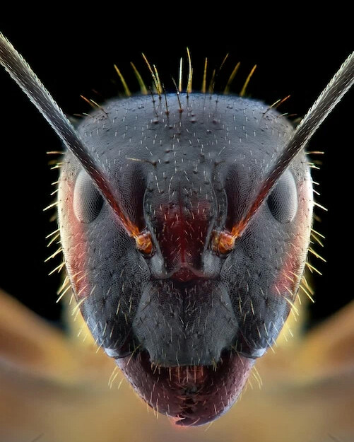 Лицо муравья под микроскопом This is the face of an ant seen through a microscope Album on Imgur
