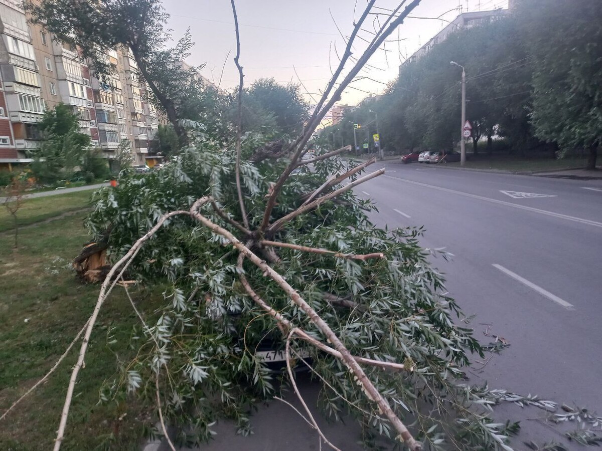 Опасное дерево упало дом