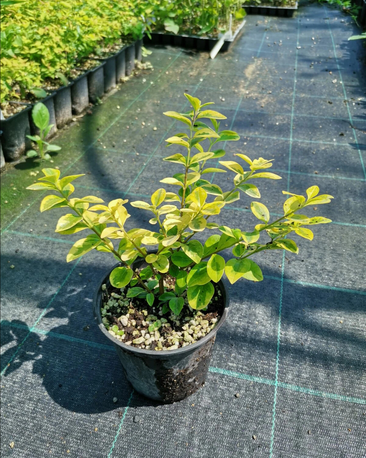 Caryopteris x clandonensis Hint of Gold.