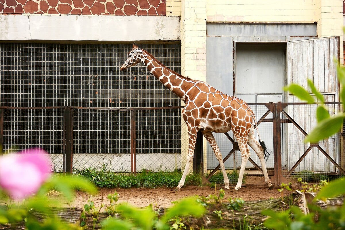 Ленинградский зоопарк в питере. Санкт-петербургский зоопарк. Ленинградский зоопарк александровский парк. Московский зоопарк животные. Ленинградский зоопарк в санкт-петербурге фото.