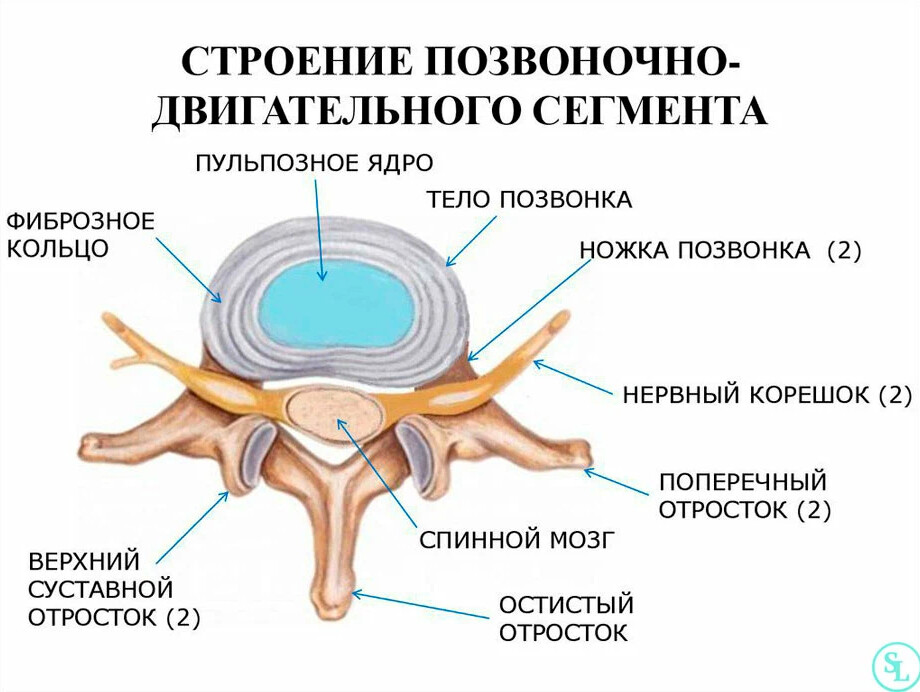 Позвоночные диски схема