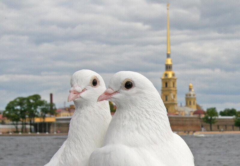 Голуби и церковь картинки