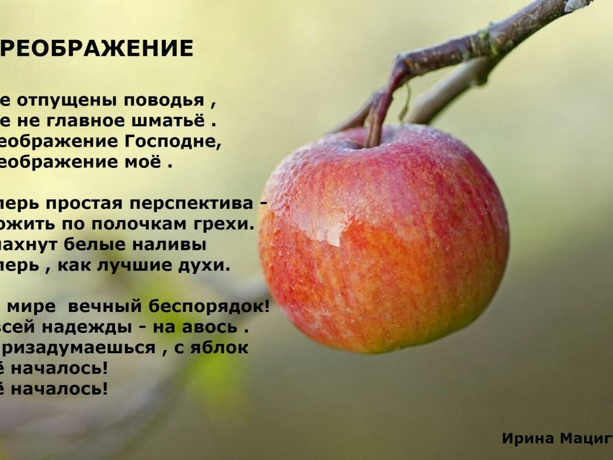 Почему яблоки не едят до яблочного спаса. Почему яблоки не едят до яблочного спаса