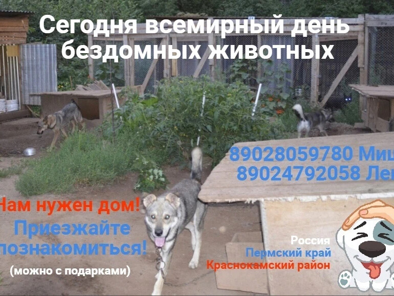 17 августа всемирный день бездомных животных. Наглость второе счастье. Картинки наглость второе счастье прикольные. Наглость картинки прикольные. Наглость второе счастье первое я