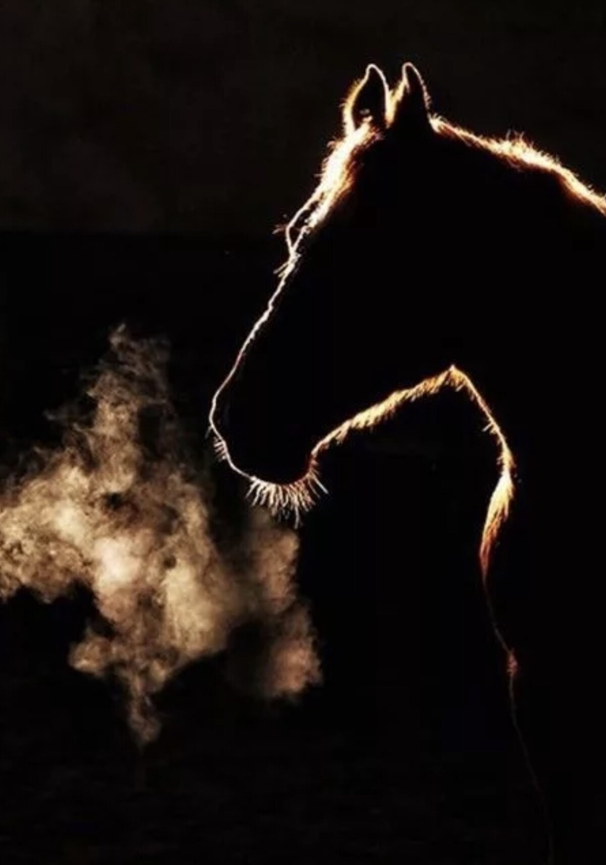 Белая лошадь ночью. Конь на черном фоне. Лошадь в темноте. Лошадь на черном фоне. Лошадь на темном фоне