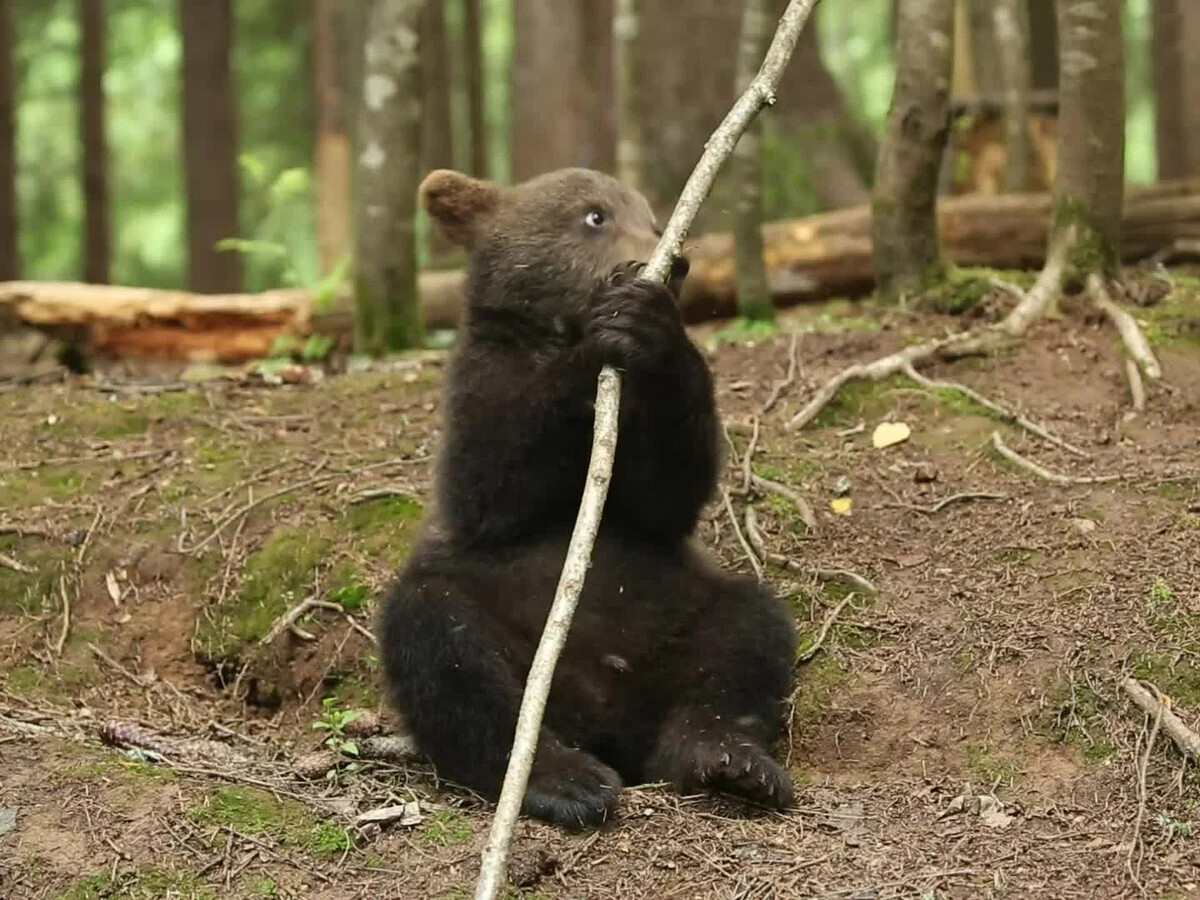 Покажи видео медведей