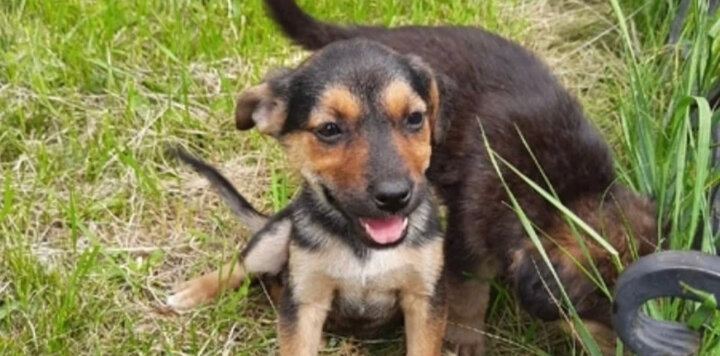 кот и пес приют территория надежды бурятия