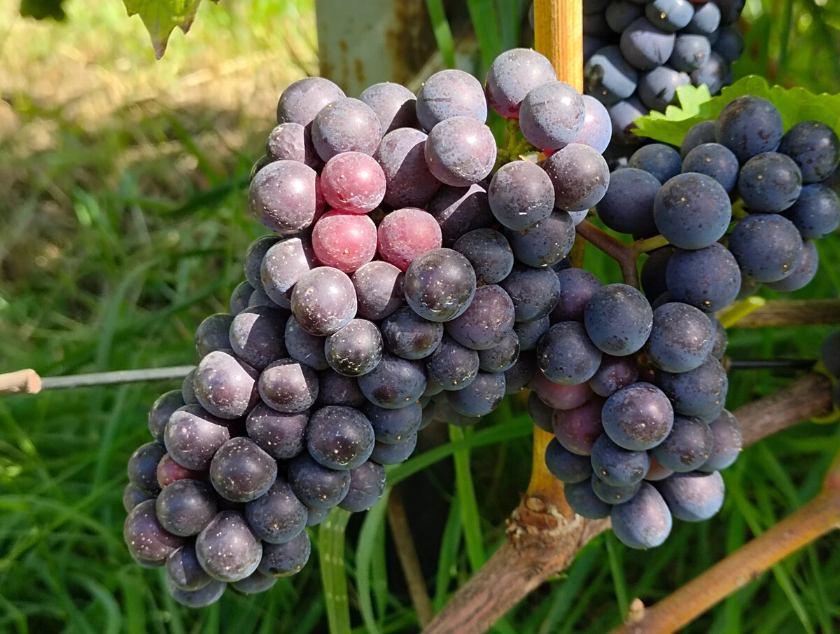 руб виноград