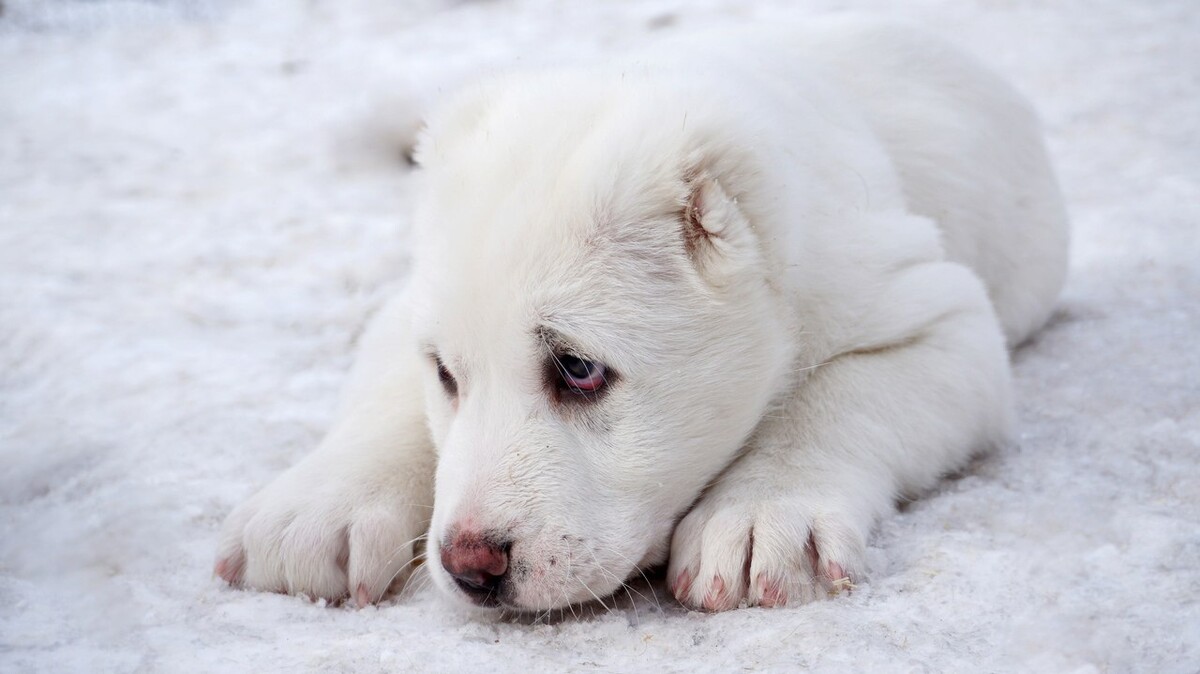 Алабай щенок тимерташ. Питомник алабаев. Выставка алабаев в москве 2023. Алабай чемпион россии. Среднеазиатский алабай.