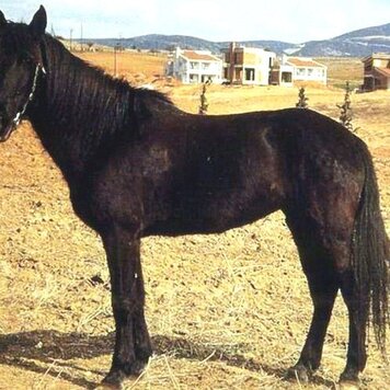 lazy_smart_crop_356x356