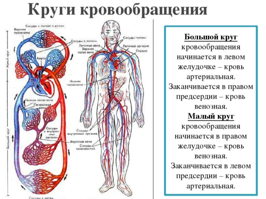 Венозная и артериальная кровь фото