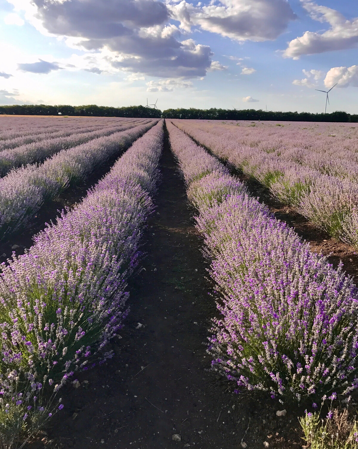 Лавандовые поля в провансе франция. Авиньон лавандовые поля. 8к лавандовые поля франция. Лавандовые поля. Валенсоль франция.