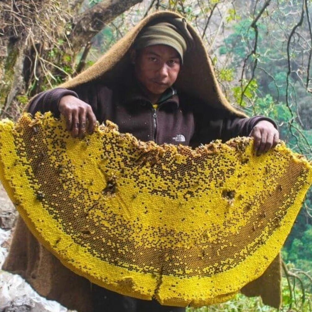 Гималайский мед диких пчел