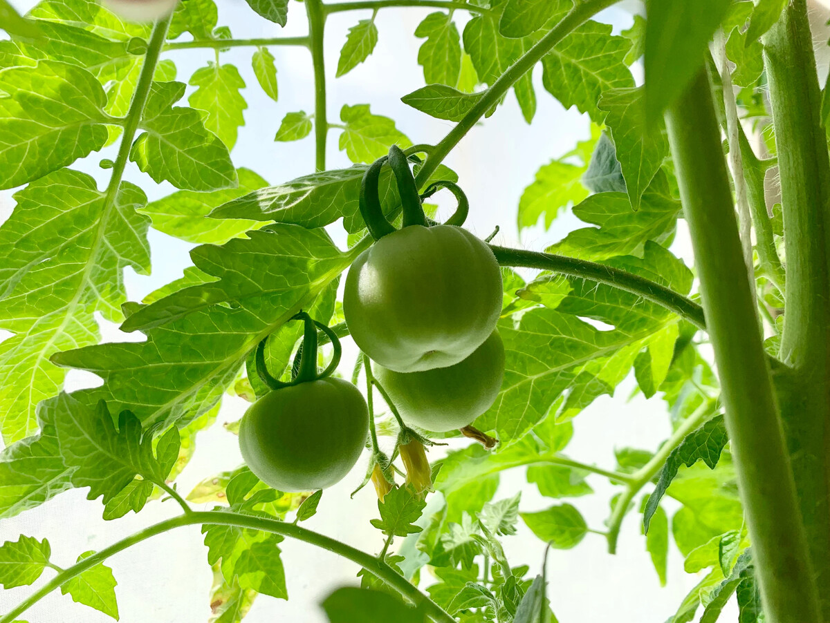 Вершинная гниль на помидорах в теплице что делать и чем обработать