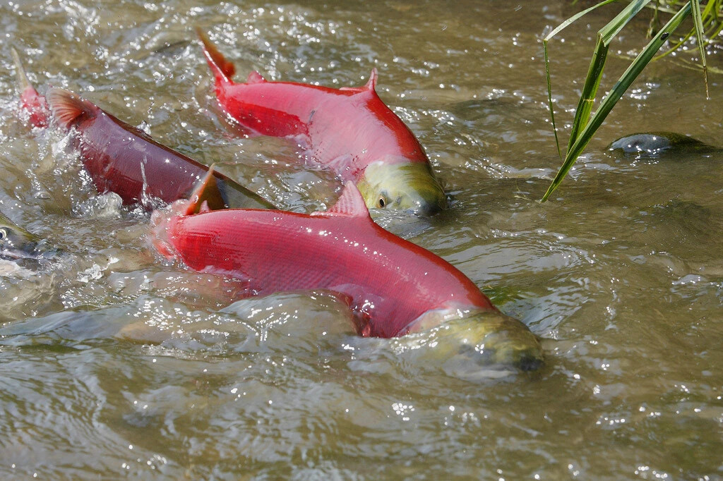 Красная рыба в реке. Нерест лососевых. Нерка нерест. Нерест лосося. Нерест горбуши.