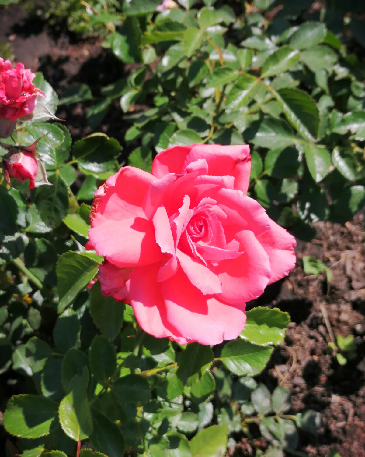 Роза спрей grandma's Garden Katy в саду