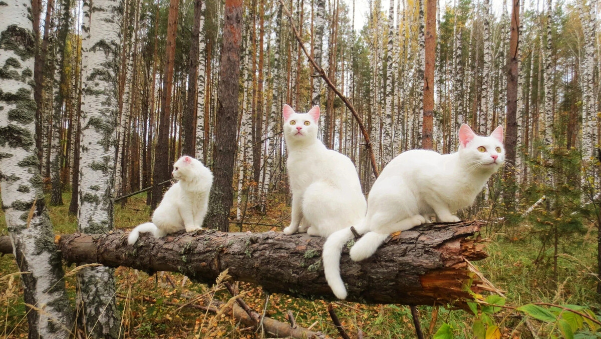 Хоть убей. Кот в Сосновом лесу. Три кота на белом. Кот в Сосновом Бору. Утро в Сосновом Бору коты.