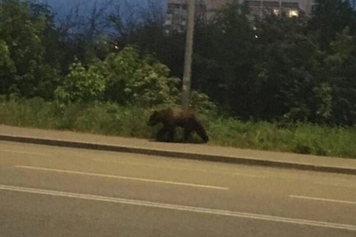 Медведь бежит за велосипедистом