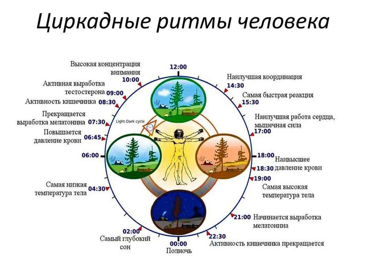 Проект циркадные ритмы
